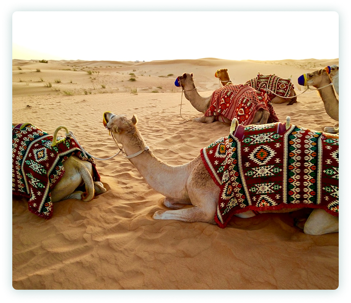 Why Choose us dubai safaris tours